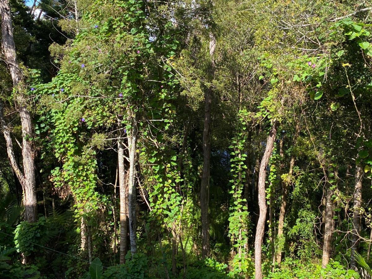 Apartmán Bush , Birds And Relaxing Moments Auckland Exteriér fotografie